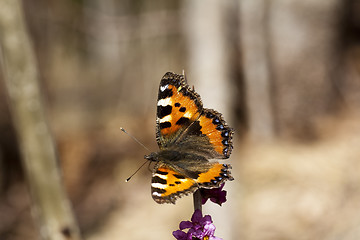 Image showing tortoiseshell