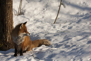 Image showing enjoying the sun