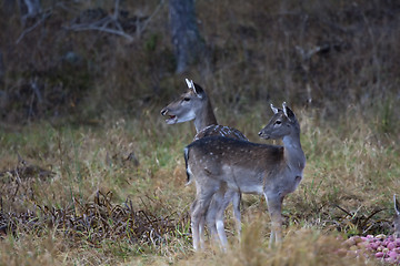 Image showing fallow deer