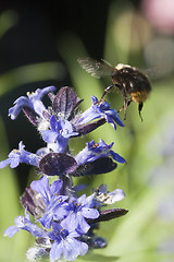 Image showing bumble bee in flight