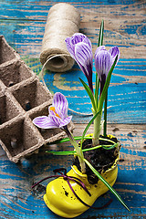 Image showing flower of Crocus in a stylish yellow shoe