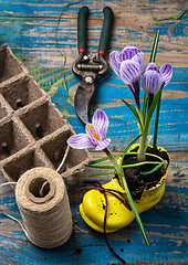 Image showing flower of Crocus in a stylish yellow shoe