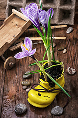 Image showing Purple striped Crocus in the shoe