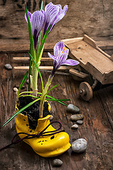 Image showing Purple striped Crocus in the shoe