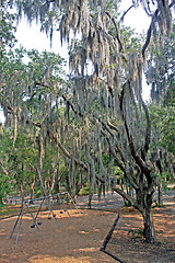 Image showing Spanish Tree Moss