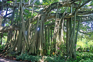 Image showing Banyan Tree