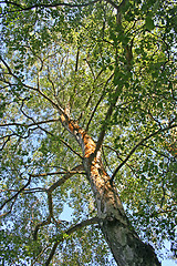 Image showing Tree