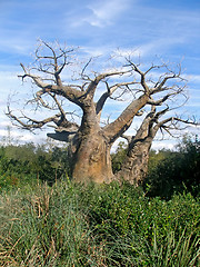 Image showing Upside Down Tree