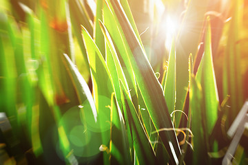 Image showing Vintage botanic background. Sun glowing through yucca leaves