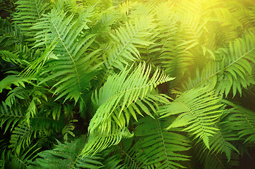 Image showing Vintage photo of lush green fern. Pteridium aquilinum