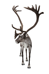 Image showing Reindeer isolated on white