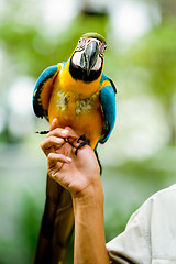 Image showing A Parrot