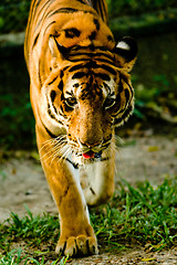 Image showing Tiger staring.