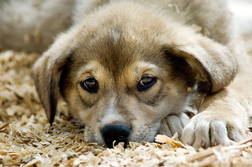 Image showing Husky puppy