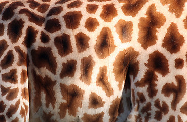 Image showing Giraffe fur