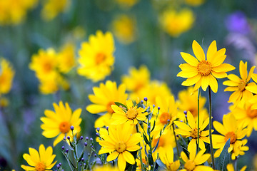 Image showing Yellow wildflowers