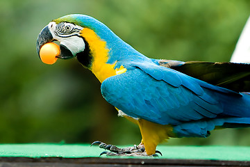 Image showing Parrot with ball