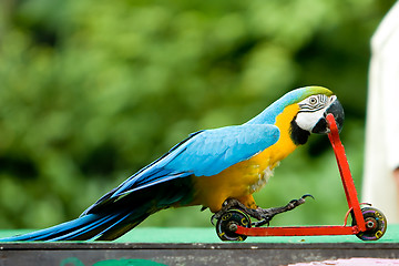 Image showing Parrot riding bicycle