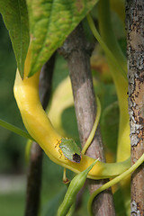 Image showing Beans growing