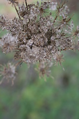 Image showing Plant with seeds