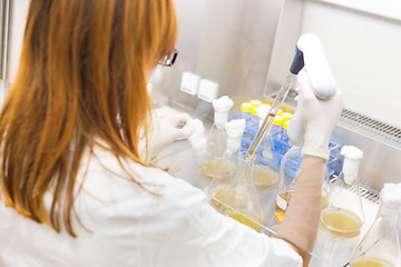 Image showing Life scientist researching in the laboratory.