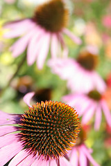 Image showing Purple coneflower