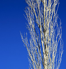 Image showing dead wood in the sky morocco africa winter