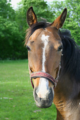 Image showing Portrait of a horse