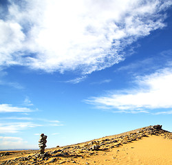 Image showing  bush old fossil in  the desert of morocco sahara and rock  ston