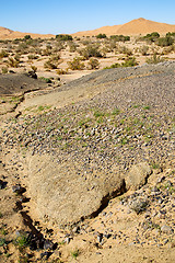 Image showing  bush  fossil in  the   of morocco sahara and  