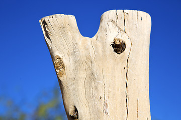 Image showing dead wood in the sky morocco  