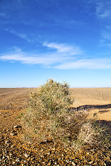 Image showing bush in the  desert oasi morocco 