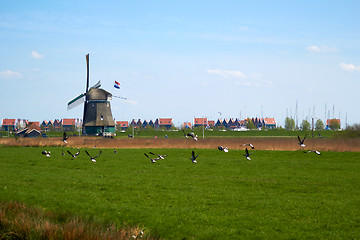 Image showing Migration of geese flying over a meadow with Dutch wimdmill