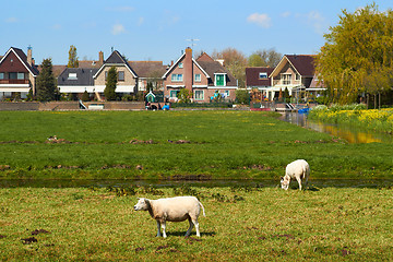 Image showing Sheep Grazing on Green Meadow near a Small Dutch Town