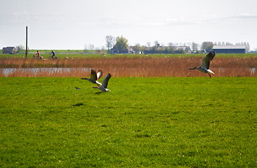 Image showing Migration of geese flying over a meadow