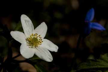 Image showing anemone nemorosa