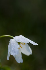 Image showing wood anemone