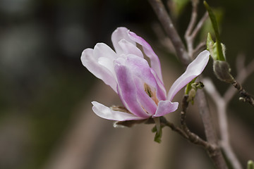 Image showing magnolia