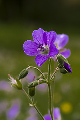 Image showing woodland geranium