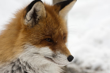 Image showing fox head