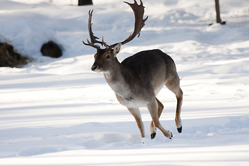 Image showing stag