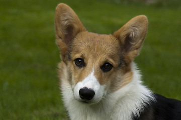 Image showing begging eyes