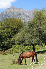 Image showing Horse