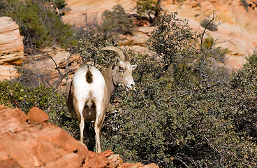 Image showing Wild Animal Alpine Mountain Goats Searching for Food High Forest