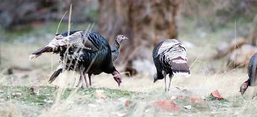 Image showing Wild Animal Turkey Game Birds Peck Ground for Food