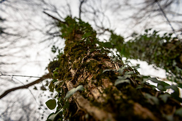 Image showing Abstract hoto of some winter branches