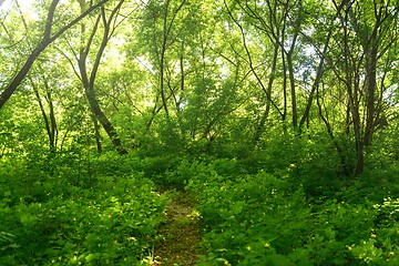 Image showing Small Pathway going trough the forest