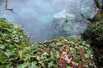 Image showing Creeping ivy on the ground outdoors