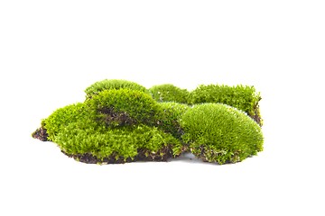 Image showing Green moss isolated 