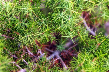 Image showing Green moss on tree trunk